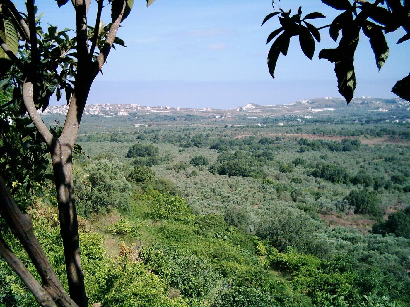 Koura
